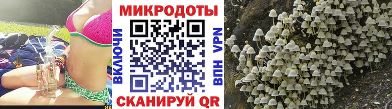 закладки  Кола  Псилоцибиновые грибы мицелий 